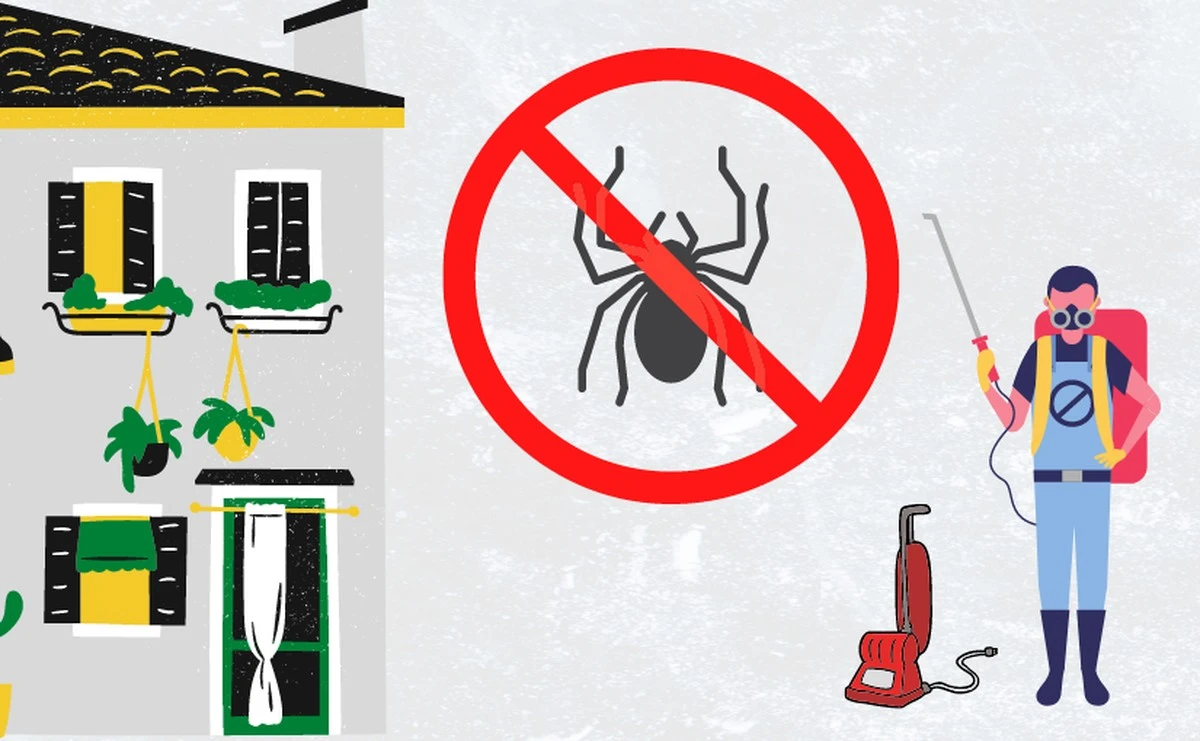 Invasión de araña en Naju: el método para proteger tu casa sin químicos - image 1