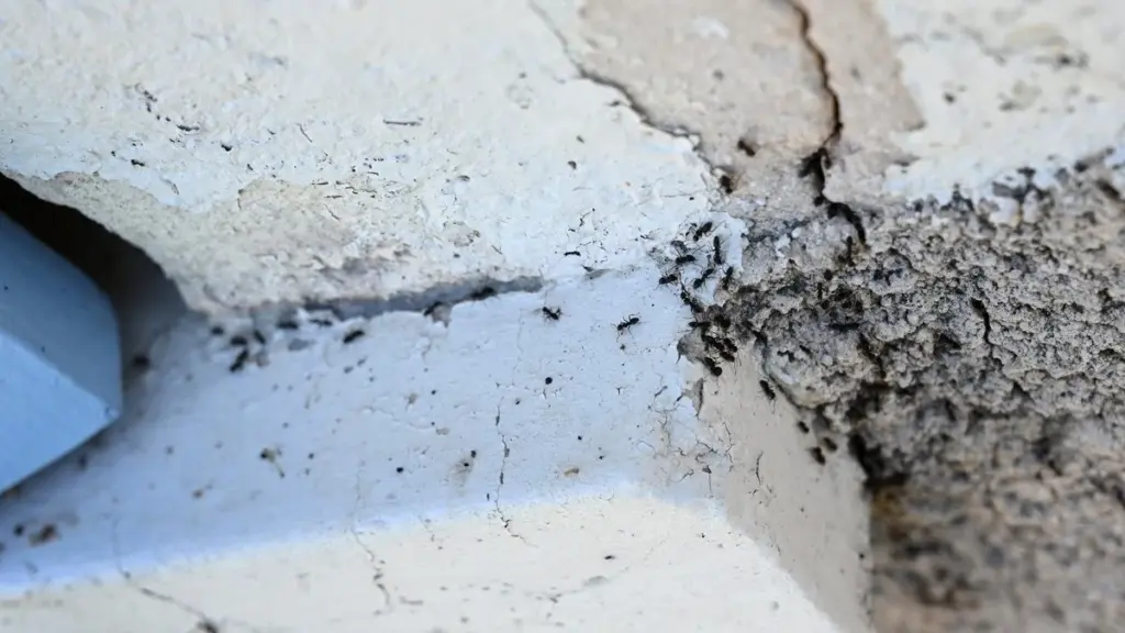 Invasión de Tapinoma magnum: por qué tu insecticida atrae más Hormigas tropicales