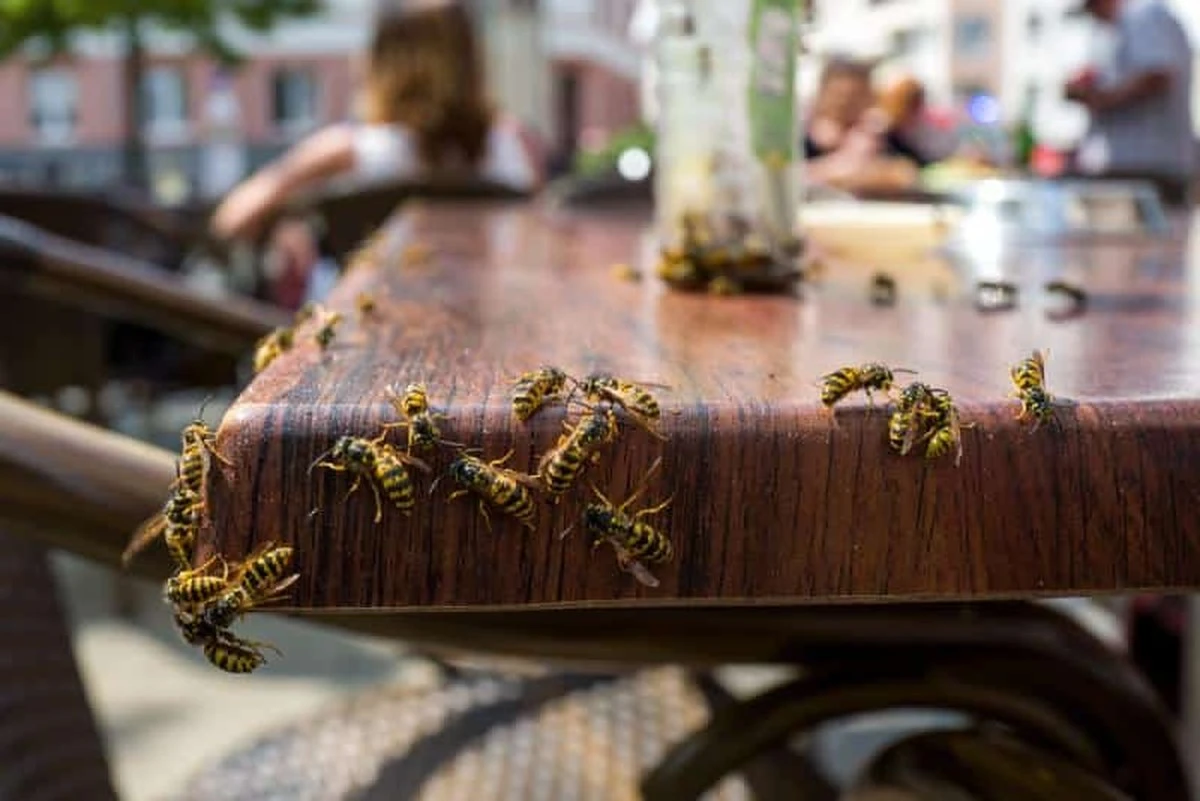 Invasión de Vespula germanica: Daniel Palmieri advierte el riesgo de comer jamón - image 1