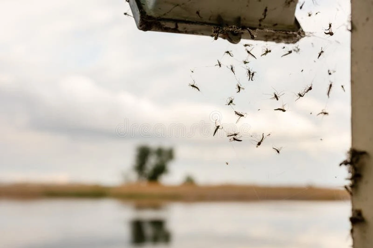 Invasión en el Lago Trasimeno: el plan de la Unione dei Comuni ante la plaga - image 1