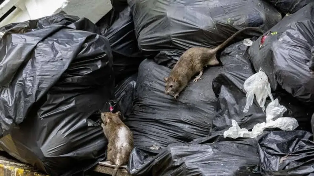Invasión en Hameln: la plaga de Ratas que amenaza a nuestras ciudades