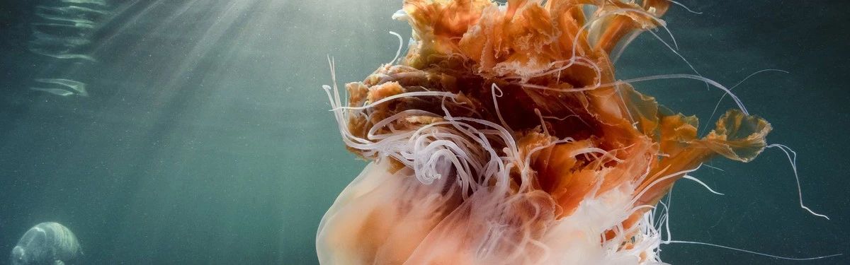 Invasión en Hou: cómo evitar a la Medusa de melena de león este verano - image 1