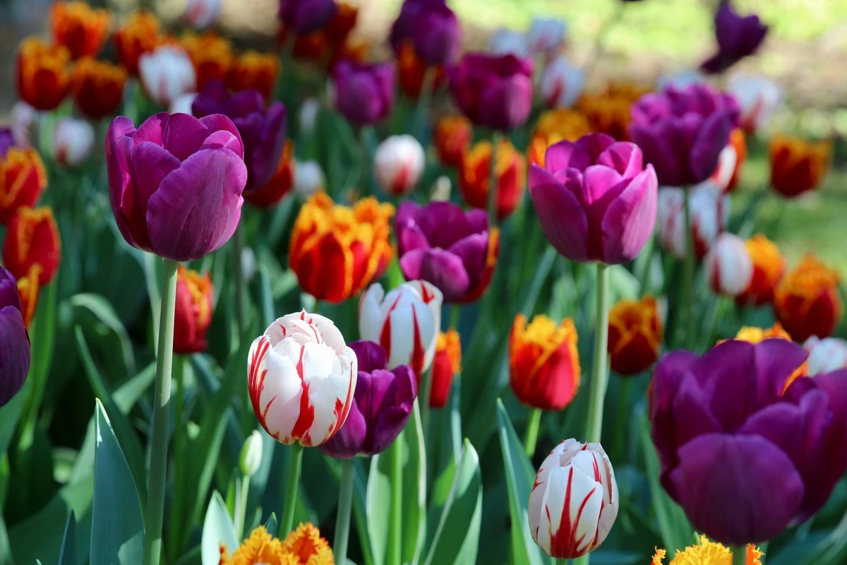 Jardín en primavera: siembra ahora Caléndula y Alhelí para un éxito total - image 1