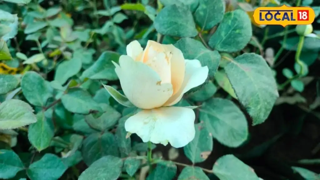 Jardinería bajo el Monzón: 5 flores que no debes plantar para evitar que mueran