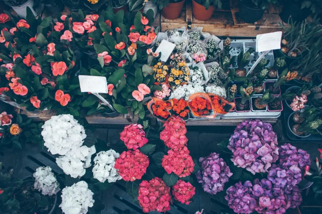 Jardinería bajo el sol: 8 plantas perennes que sobreviven al calor de julio