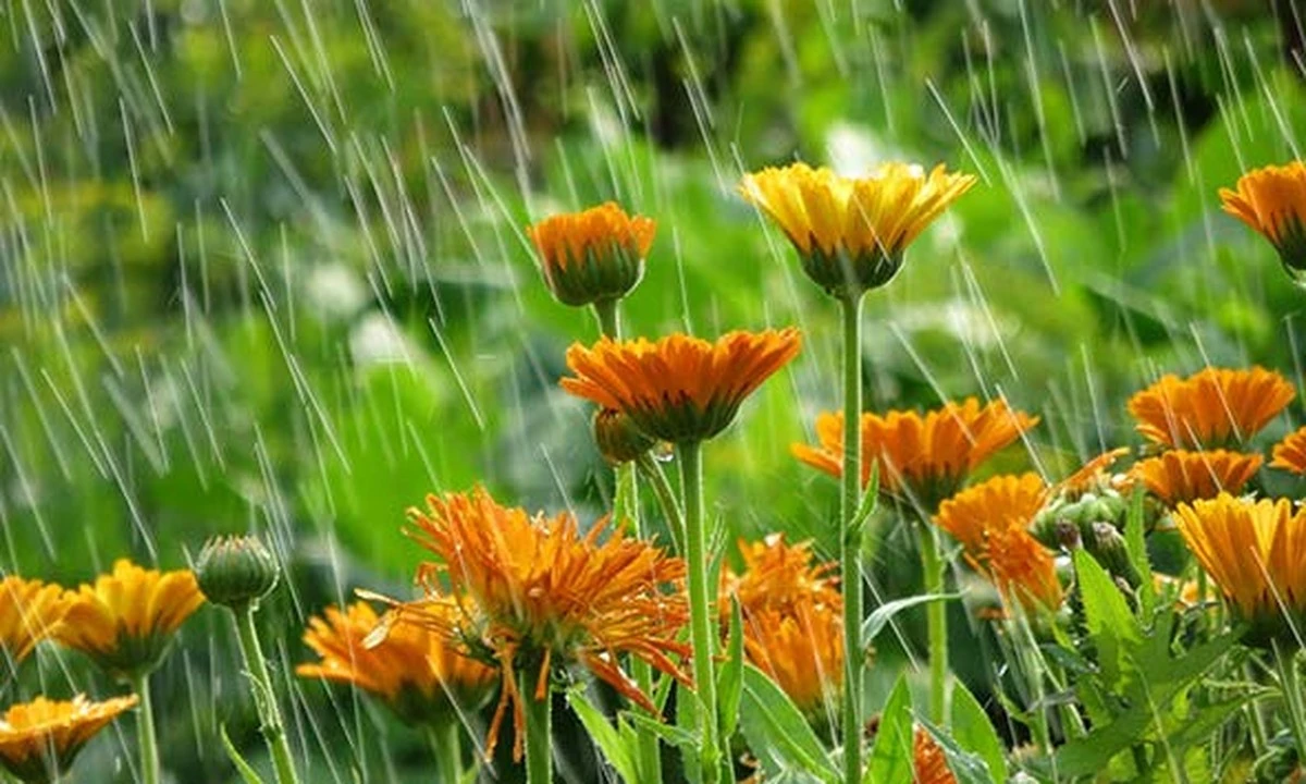 Jardinería bajo el Monzón: 5 flores que no debes plantar para evitar que mueran - image 1