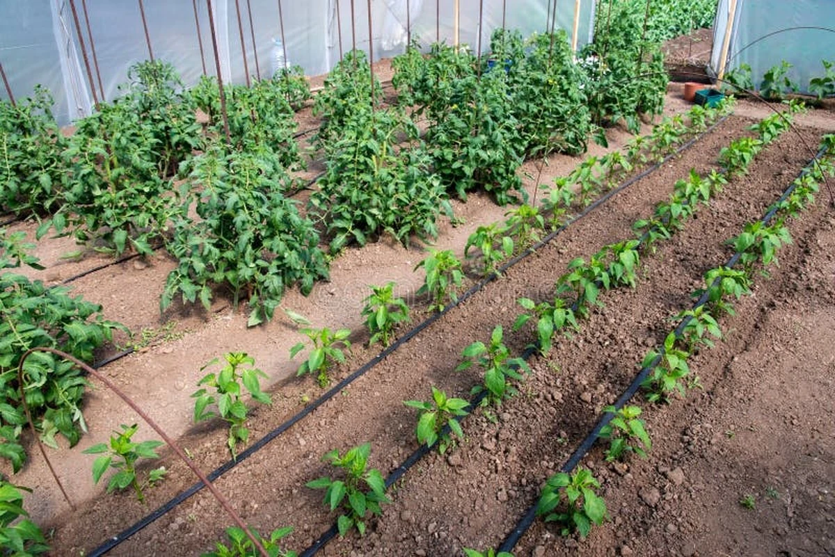 Jardinería contra la sequía: el método de los 10 litros para tu Tomate - image 1