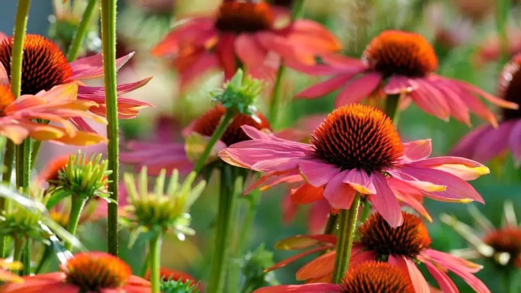 Jardinería de pradera: el truco para salvar plantas perennes del calor extremo