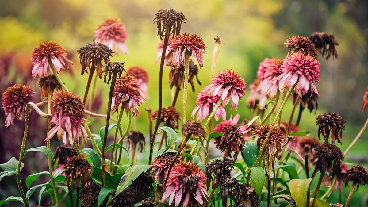 Jardinería en alerta: el peligro de Verdecora por regar a las 3 p.m. - image 1