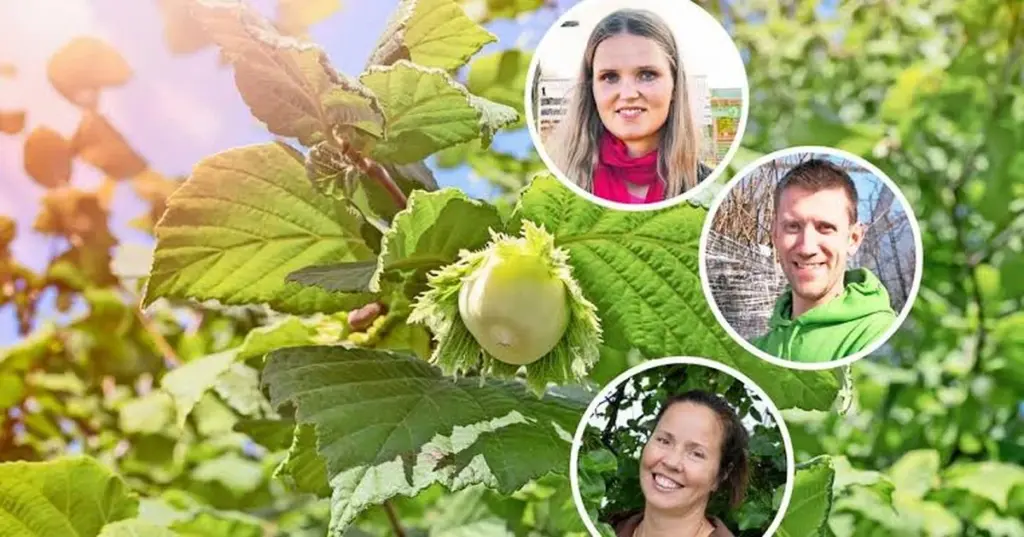 Jardín eterno sin riego: Salix lanata y Corylus avellana para ahorrar un 60% de agua