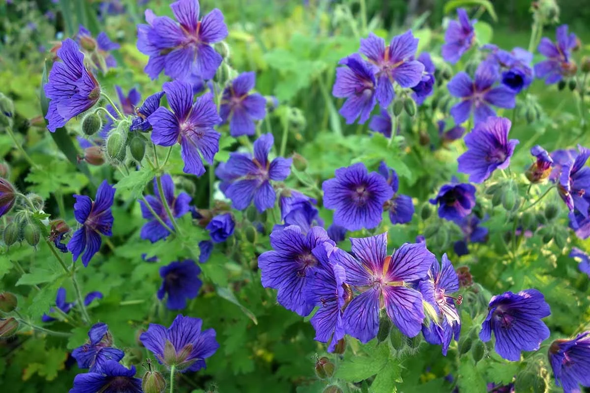 Jardín seco bajo el sol: el Geranium pratense que ahorra un 40% de agua - image 1