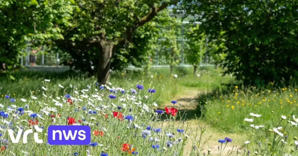 Jardín verde sin riego: el secreto de Flandes y Viaverda contra el calor