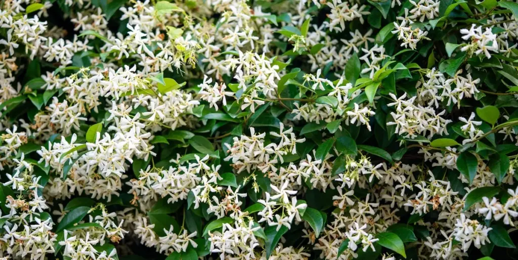 Jazmín de leche: el truco del Dr. Russell Sharp para una floración explosiva