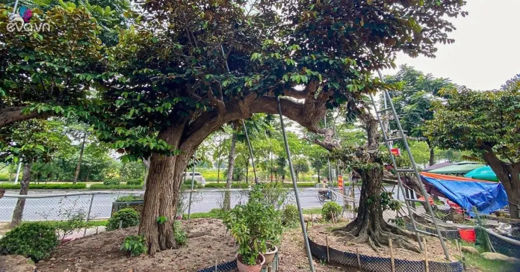 Joya tropical en España: el Chrysophyllum cainito estilo Bonsai que vale una fortuna