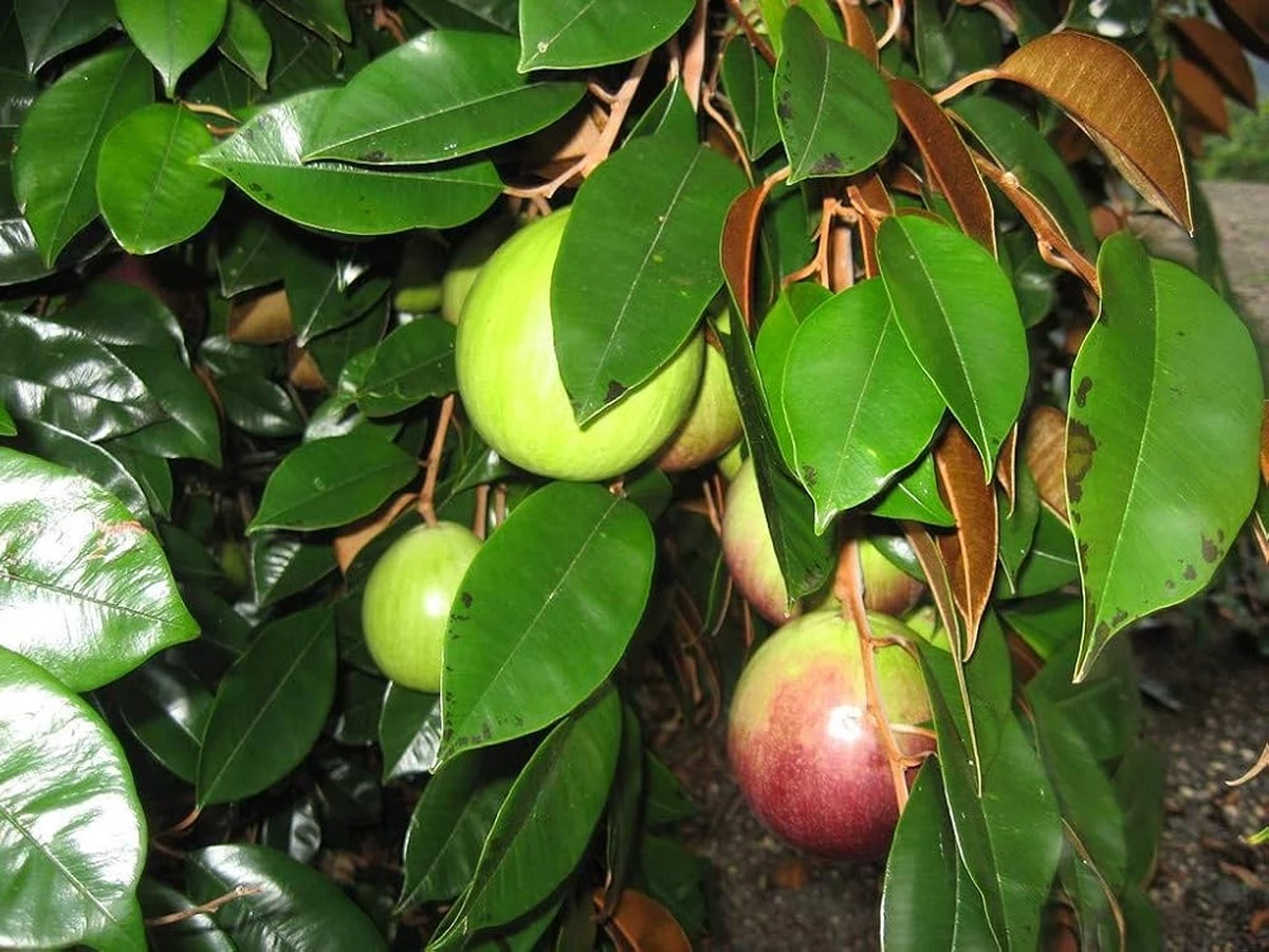 Joya tropical en España: el Chrysophyllum cainito estilo Bonsai que vale una fortuna - image 1