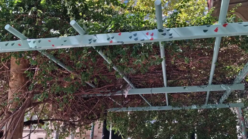 La famosa Buganvilla de Barcelona en peligro: la solución del Ayuntamiento