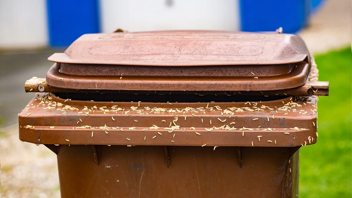 Larvas (Maden) en tu Cipote de basura biológica (Biotonne): el truco del cartón - image 1