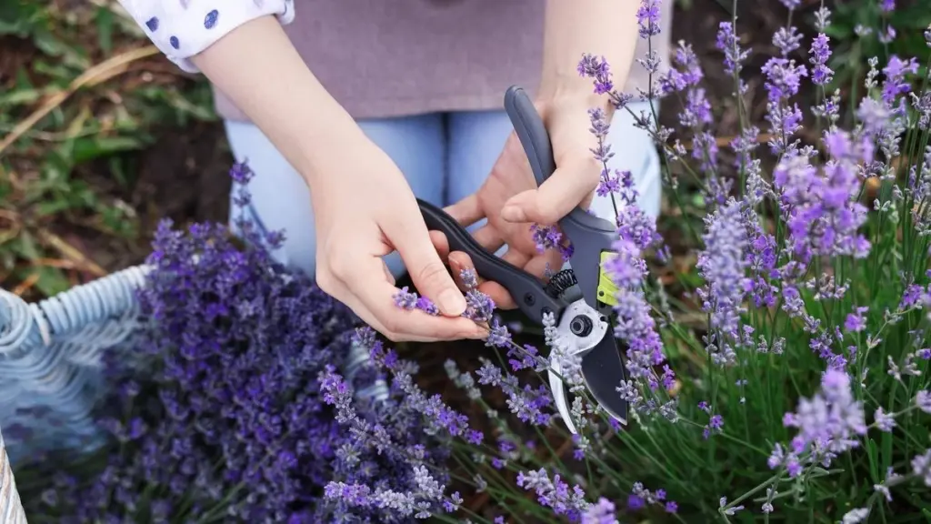 Lavanda leñosa: el truco de Monty Don para que brote con fuerza