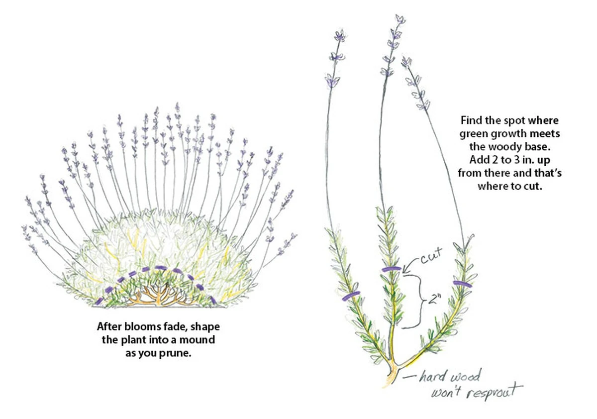 Lavanda leñosa: el truco de Monty Don para que brote con fuerza - image 1
