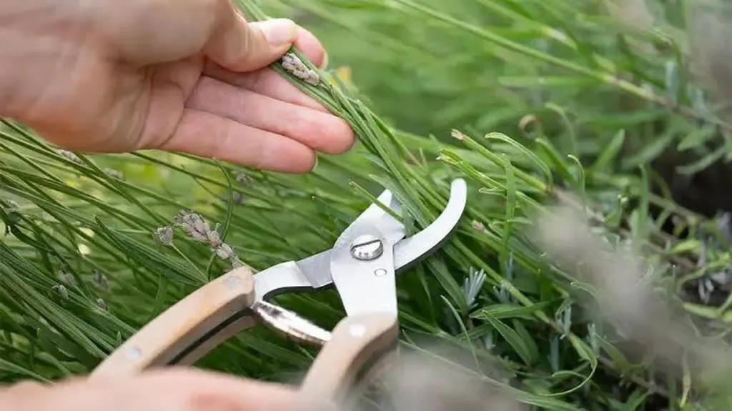 Lavandula angustifolia: por qué Kräuterkeller pide podar 10 cm en julio
