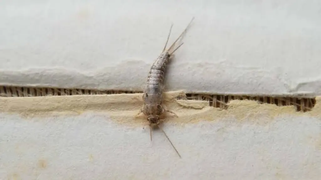 Lepisma saccharina en casa: por qué PETA y expertos prohíben aplastarlos