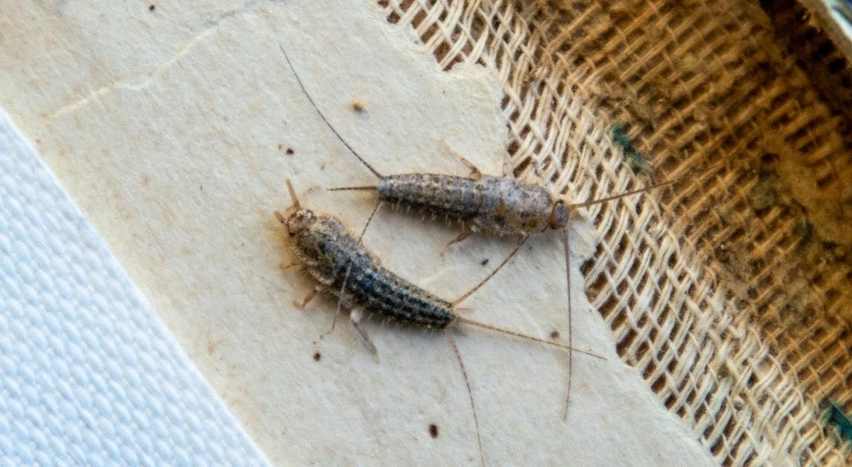 Lepisma saccharina en casa: por qué PETA y expertos prohíben aplastarlos - image 1