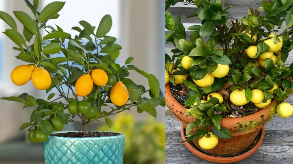 Limonero en casa: el truco de jardinería en macetas para cosechar frutos gigantes
