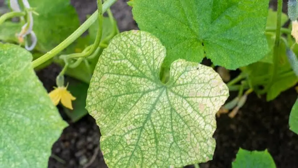 Manchas blancas en tu Pepino (Cucumis sativus): frena el Oídio en 1 día