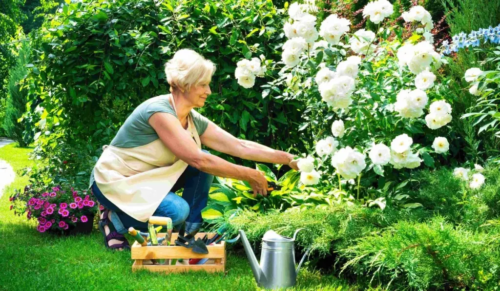 Monty Don y el truco de la Rosa: por qué podar ahora en julio