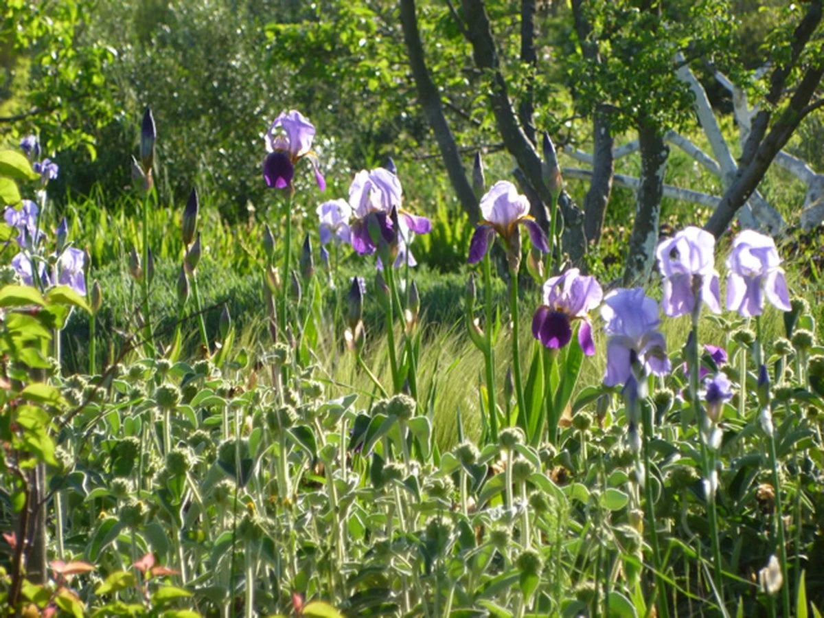 Monty Don y su secreto de jardinería: no riegues más la superficie - image 1