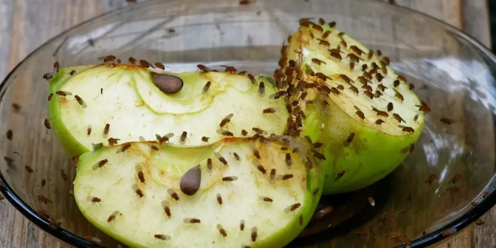 Moscas de la fruta en tu cocina: el truco del vinagre de sidra de manzana