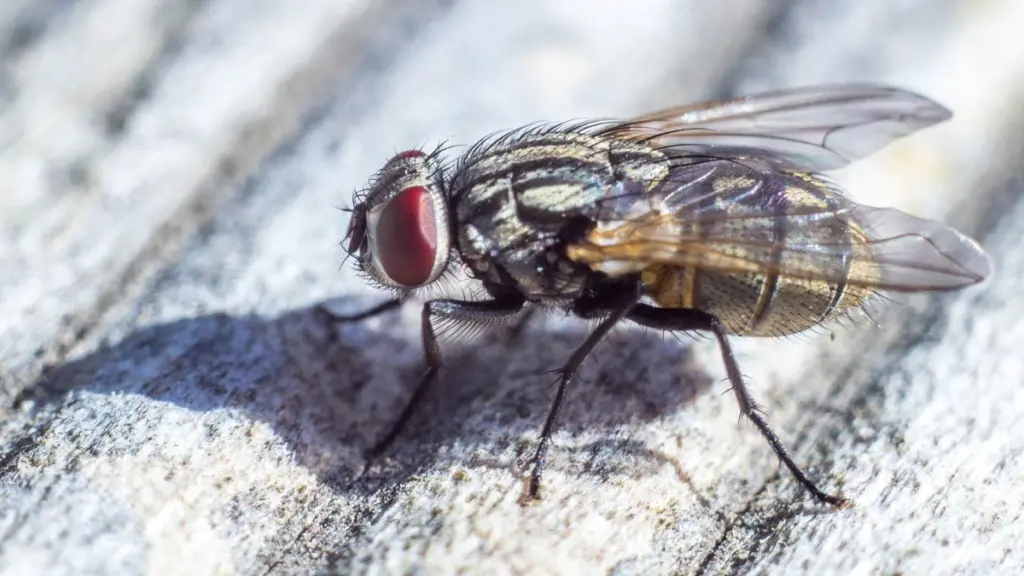 Moscas (Musca domestica): mi truco de la botella para eliminarlas en 5 minutos