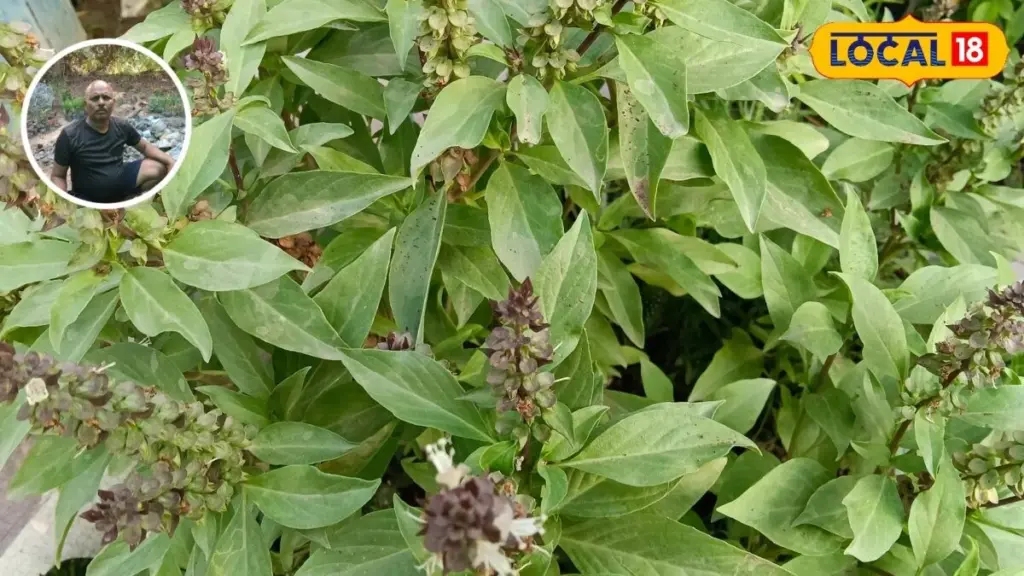 Mosquitos en casa: el poder del Marjoram para alejarlos sin usar sprays
