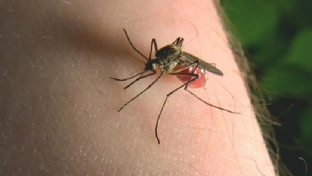 Mosquitos en casa: 5 plantas de interior que actúan como escudo natural