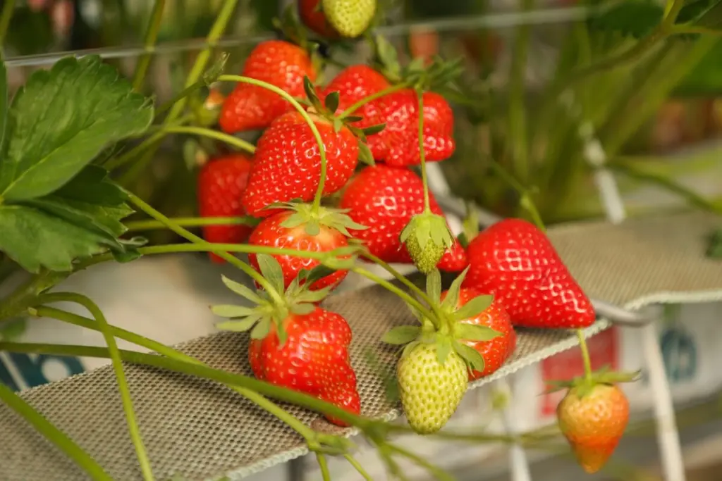 No tires el estolón de tu Fresa (Fragaria): el truco para triplicar tu cosecha