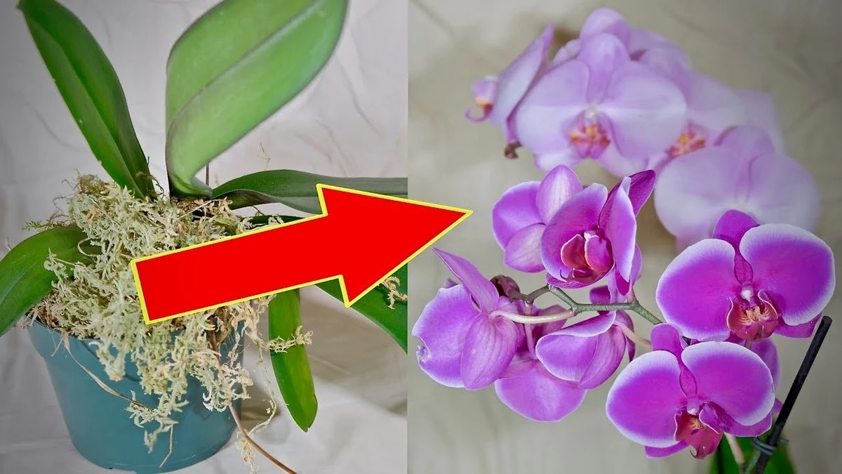 No tires tu Phalaenopsis: el truco de los 15°C para que tu Orquídea reflorezca - image 1