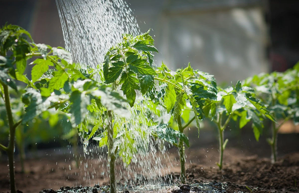 Olvida el riego diario: el truco del riego profundo para salvar tus plantas - image 1