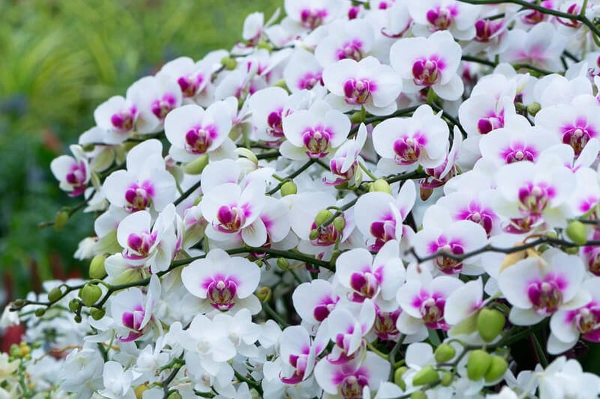 Orquídea llena de flores: el truco con cáscaras de huevo que no conocías - image 1