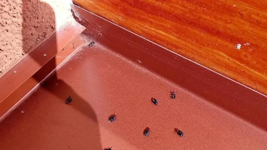 Oulema melanopus en España: el truco de la Región de Nitra para salvar tu jardín