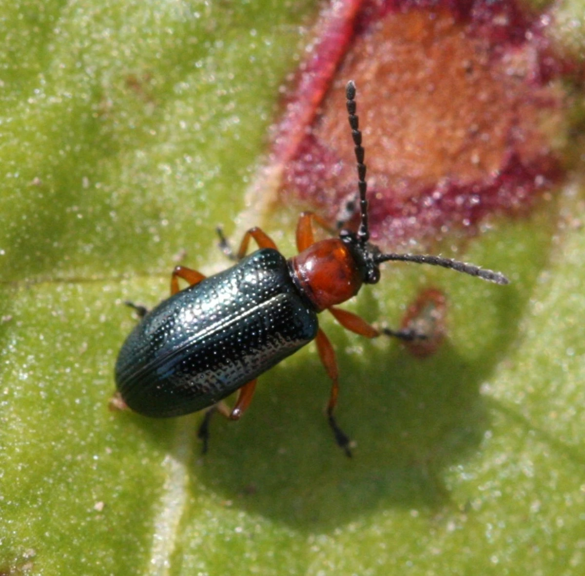 Oulema melanopus en España: el truco de la Región de Nitra para salvar tu jardín - image 1