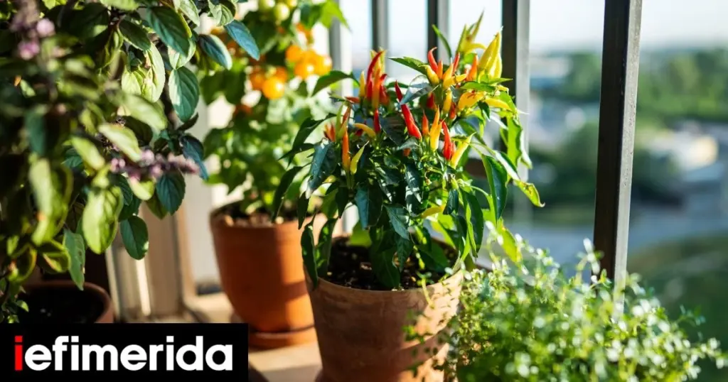 Papel de aluminio bajo tus plantas: el truco 2 en 1 para salvar muebles y ganar luz