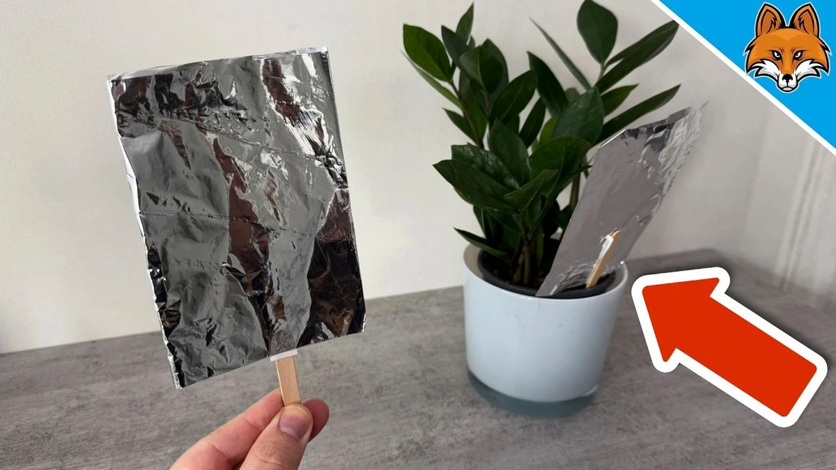 Papel de aluminio bajo tus plantas: el truco 2 en 1 para salvar muebles y ganar luz - image 1