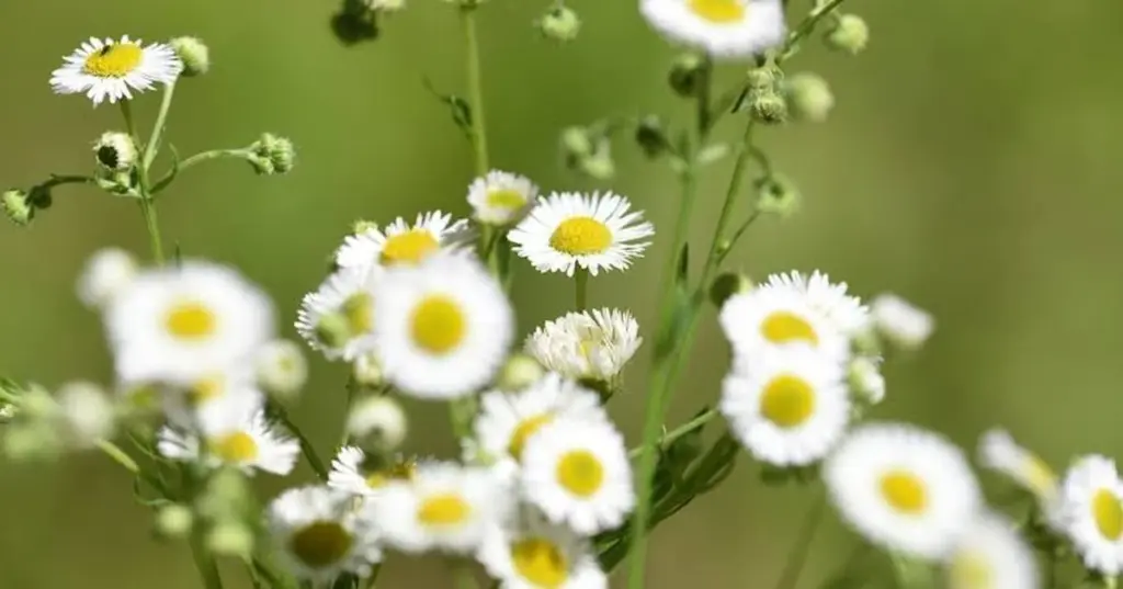 Peligro en tu jardín: por qué la Flor de la abundancia de Norteamérica no es manzanilla