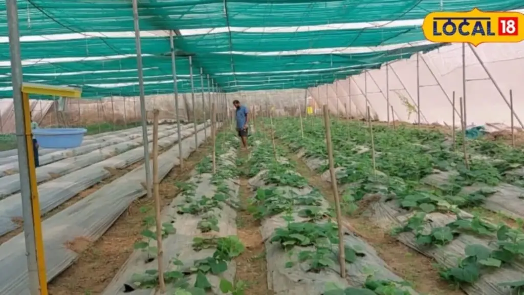 Pepino (Cucumis sativus): el truco de Almería para un control de plagas sin químicos
