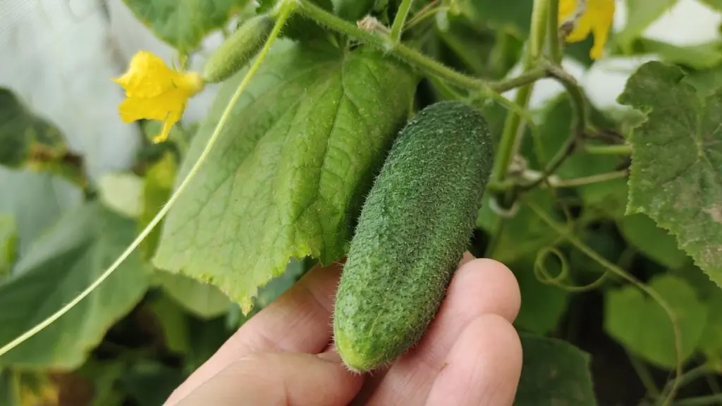 Pepinos amarillos por el calor: el truco de la Cúrcuma para salvarlos