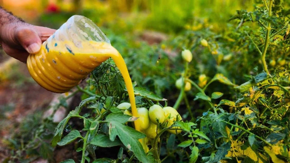 Pepinos amarillos por el calor: el truco de la Cúrcuma para salvarlos - image 1