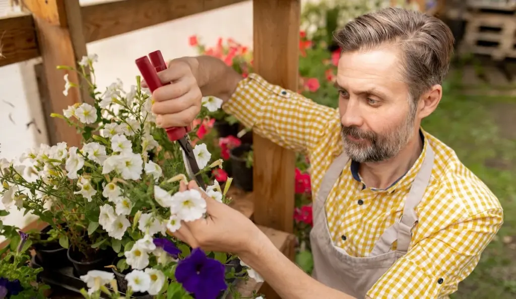 Petunia (Petunia × hybrida): el secreto de la Poda de flores marchitas (Deadheading)