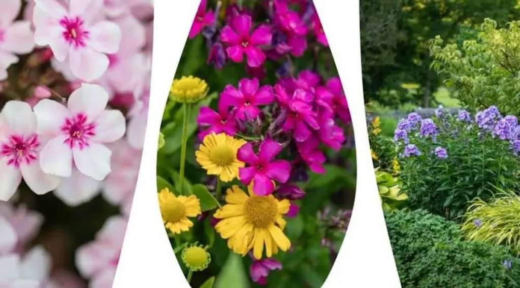 Phlox paniculata: el truco para salvar tu Phlox del calor y el oídio