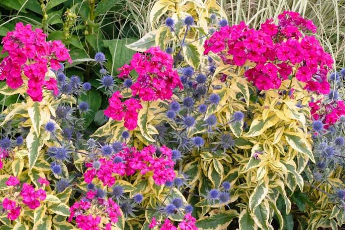 Phlox paniculata: el truco para salvar tu Phlox del calor y el oídio - image 1