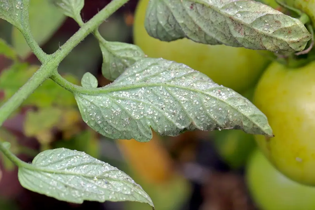 Pimientos sin plaga: usa Encarsia formosa contra Trialeurodes vaporariorum